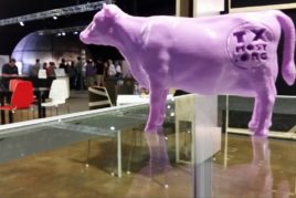 Purple Cows